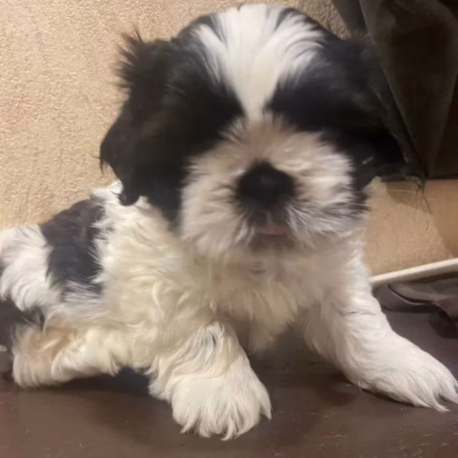 Shih Tzu Puppies for Sale in New York (NY)