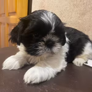 Shih Tzu Puppies for Sale in New York (NY)