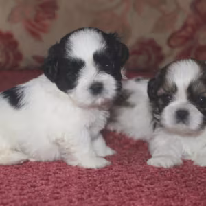 Shih Tzu Puppies for Sale in Colorado (CO)