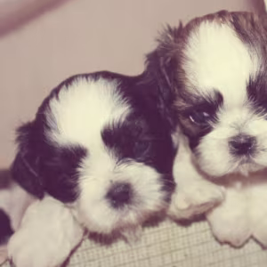 Shih Tzu Puppies for Sale in Colorado (CO)