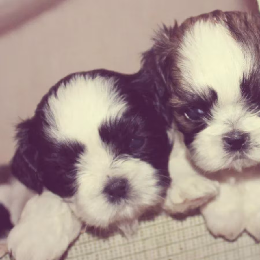 Shih Tzu Puppies for Sale in Colorado (CO)