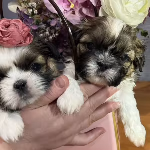 Shih Tzu Girl for Sale in Colorado (CO)