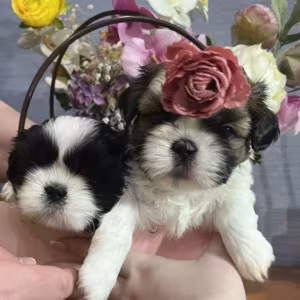 Shih Tzu Girl for Sale in Colorado (CO)