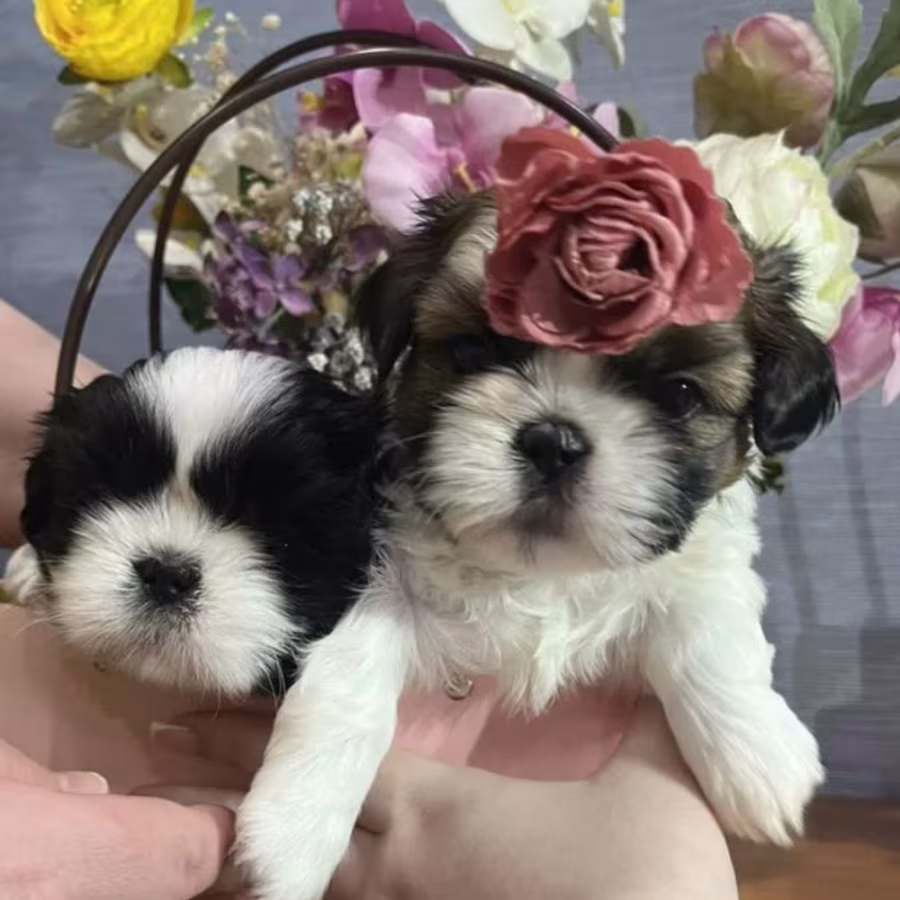 Shih Tzu Girl for Sale in Colorado (CO)
