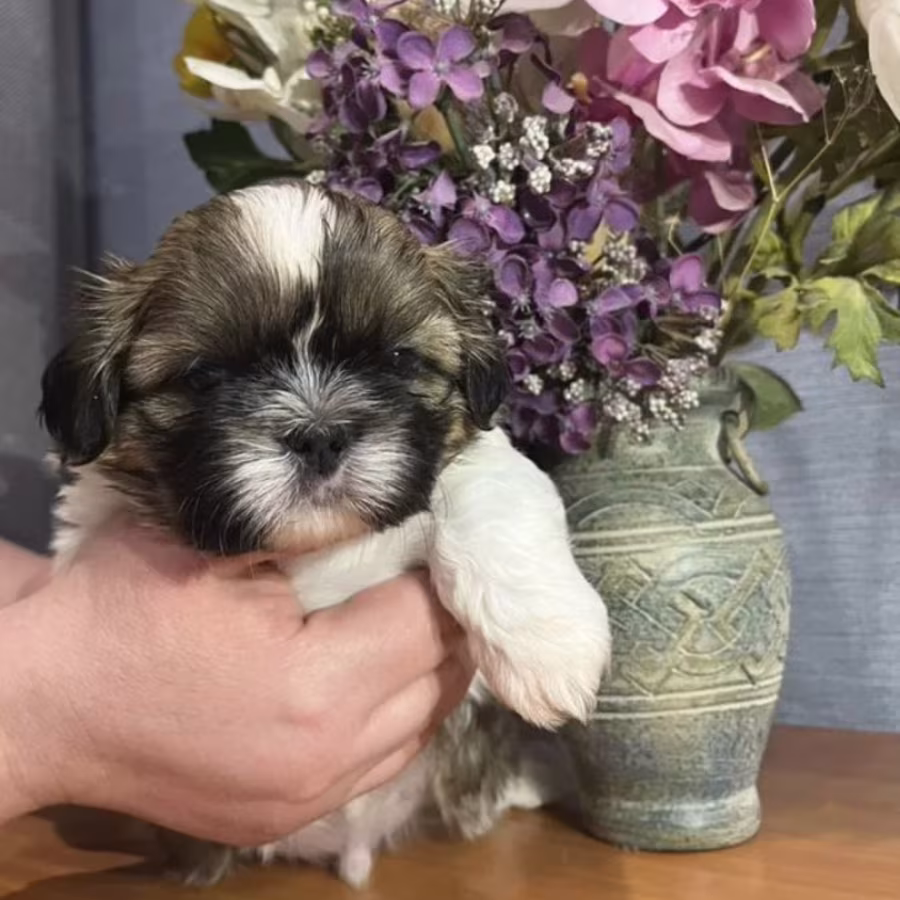 Shih Tzu Girl for Sale in Colorado (CO)