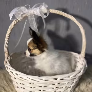Papillon Puppies for Sale in Massachusetts (MA)