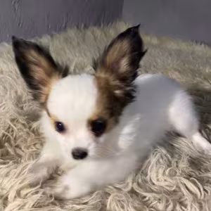 Papillon Puppies for Sale in Massachusetts (MA)