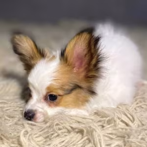 Papillon Puppies for Sale in Massachusetts (MA)