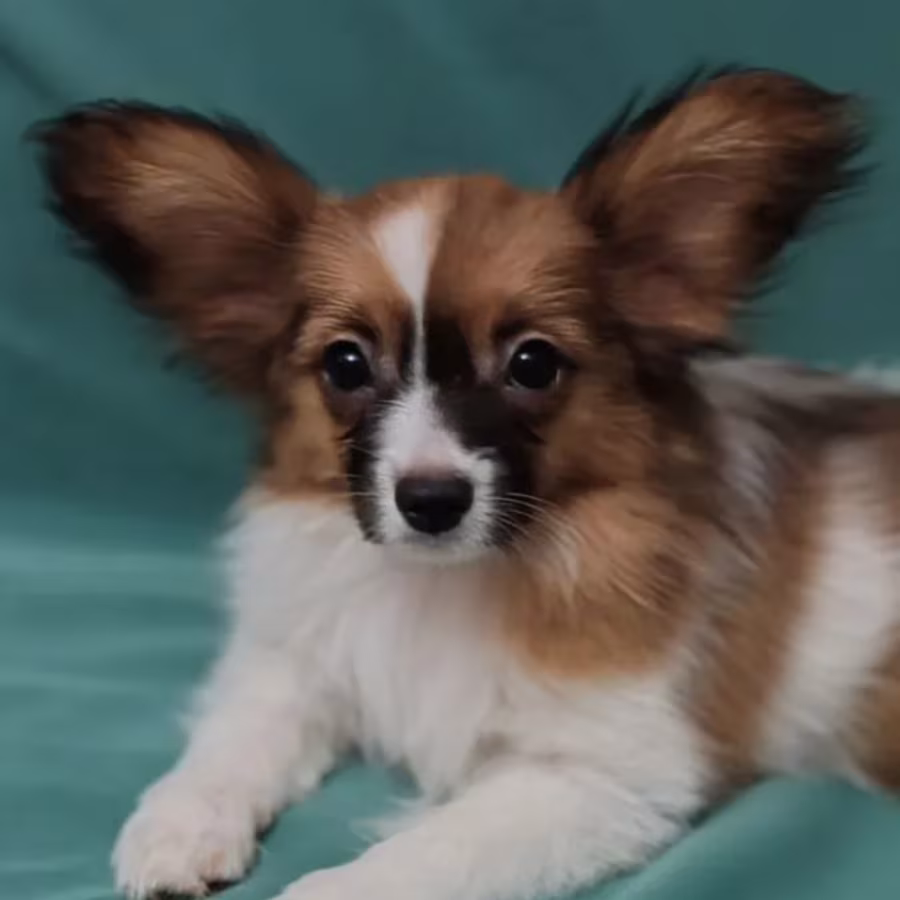 Papillon Puppy for Sale in Massachusetts (MA)