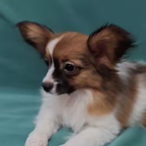 Papillon Puppy for Sale in Massachusetts (MA)