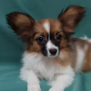 Papillon Puppy for Sale in Massachusetts (MA)