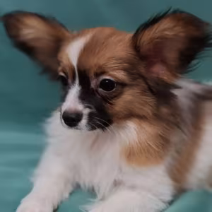 Papillon Puppy for Sale in Massachusetts (MA)