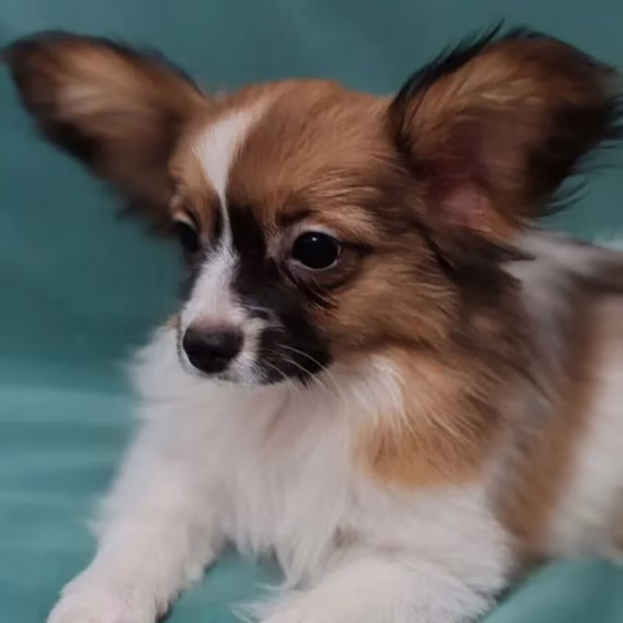Papillon Puppy for Sale in Massachusetts (MA)