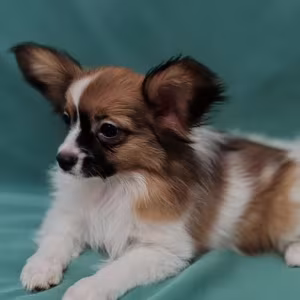 Papillon Puppy for Sale in Massachusetts (MA)