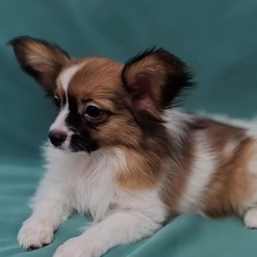 Papillon Puppy for Sale in Massachusetts (MA)