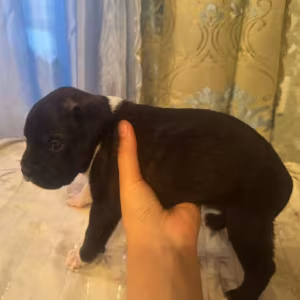 Boxer Puppies for Sale in Texas (TX)