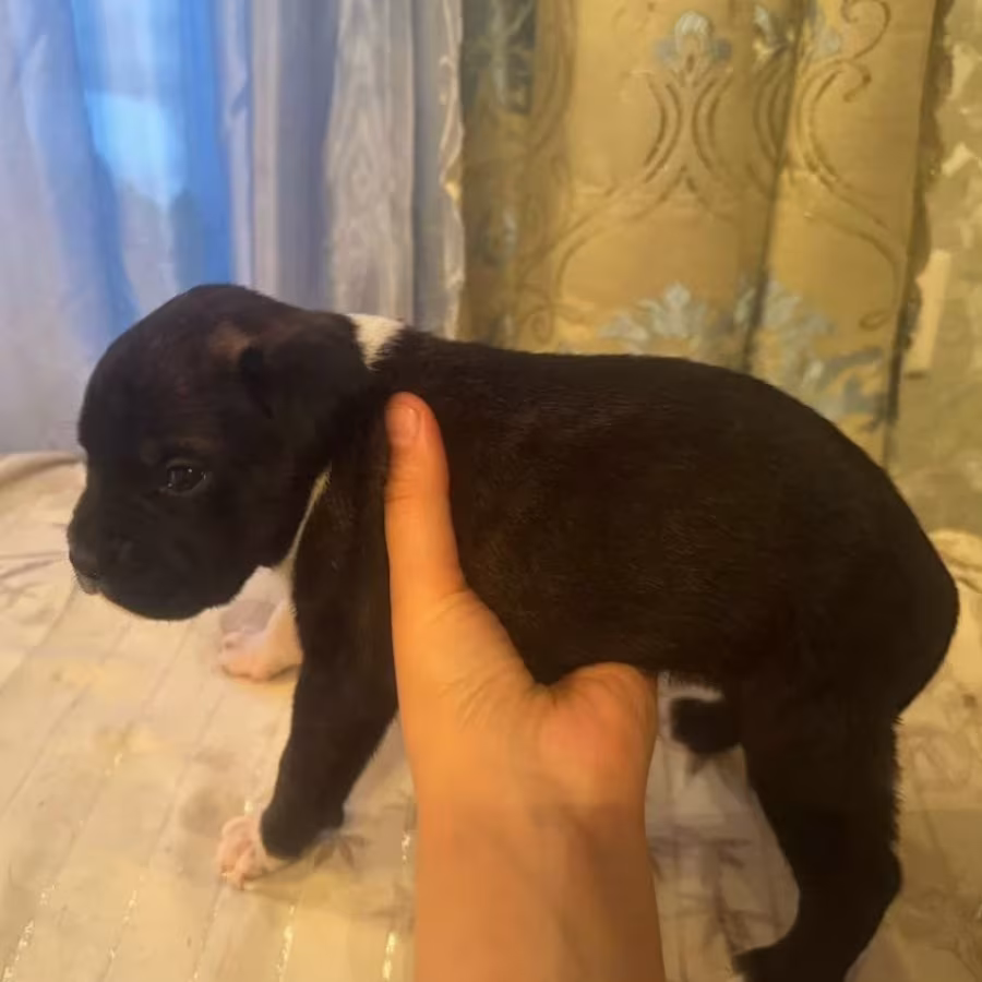 Boxer Puppies for Sale in Texas (TX)