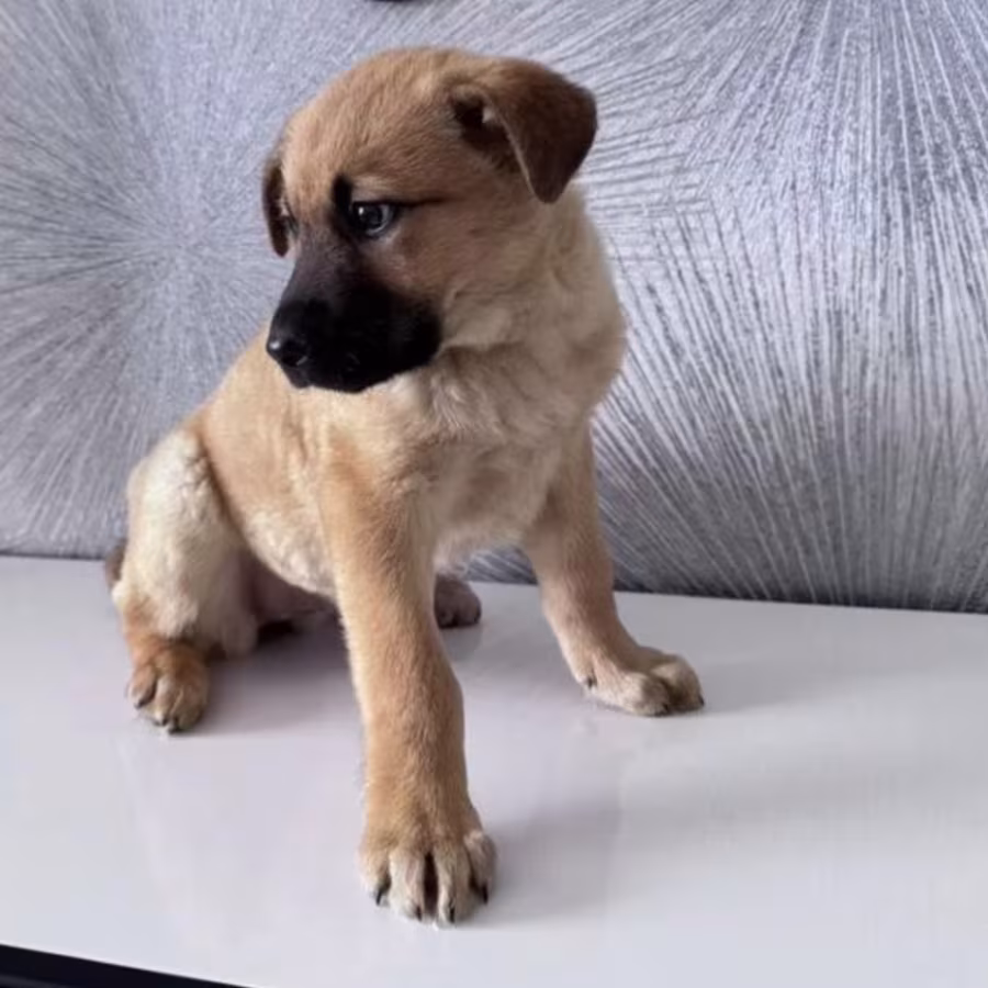 Boxer Puppy, Female, 3 Months Old New York (NY)