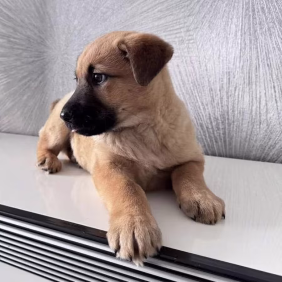 Boxer Puppy, Female, 3 Months Old New York (NY)
