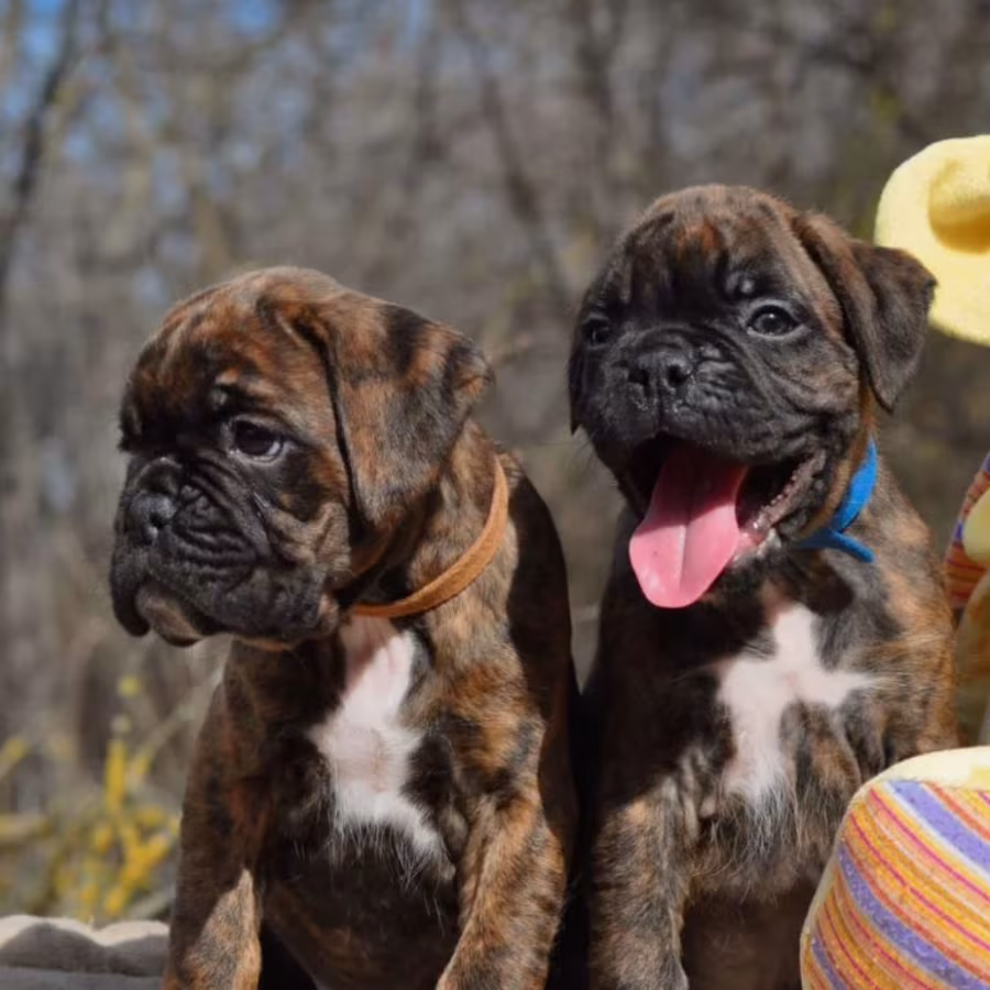 Boxer Puppies for Sale in Texas (TX)