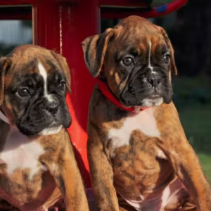 Boxer Puppies for Sale in Texas (TX)