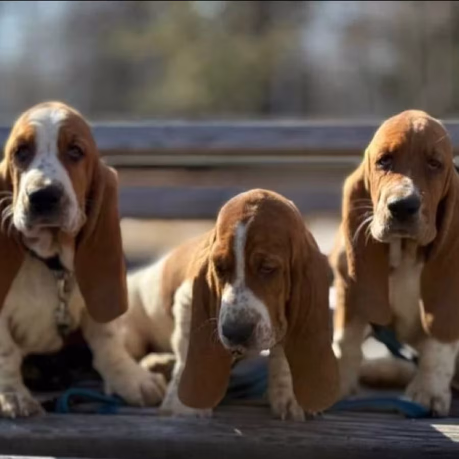 Basset Hound Puppies for Sale in Pennsylvania (PA)