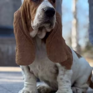 Basset Hound Puppies for Sale in Pennsylvania (PA)