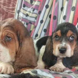 Basset Hound Puppies for Sale in New York (NY)