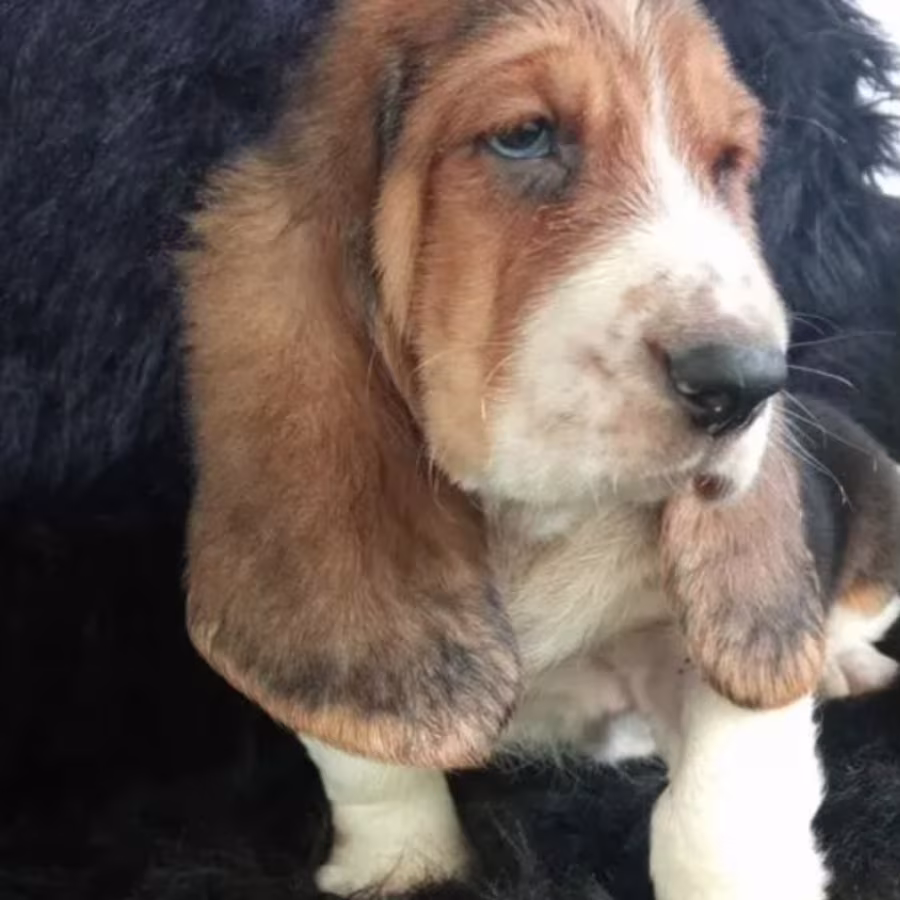 Basset Hound Puppies for Sale in New York (NY)