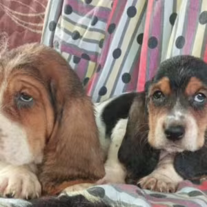 Basset Hound Puppies for Sale in New York (NY)