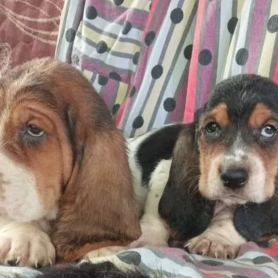 Basset Hound Puppies for Sale in New York (NY)