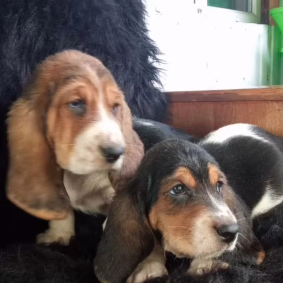 Basset Hound Puppies for Sale in New York (NY)