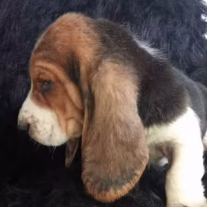 Basset Hound Puppies for Sale in New York (NY)