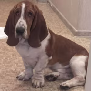 Basset Hound Puppy for Adoption in Texas (TX)