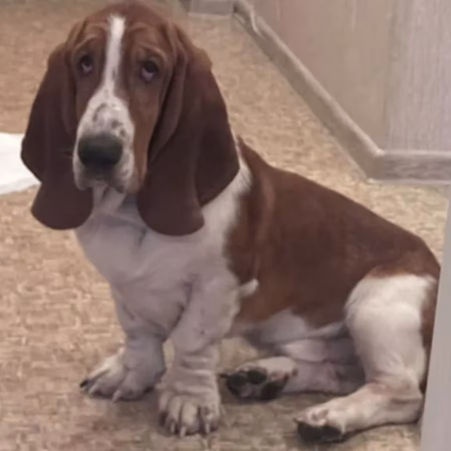 Basset Hound Puppy for Adoption in Texas (TX)