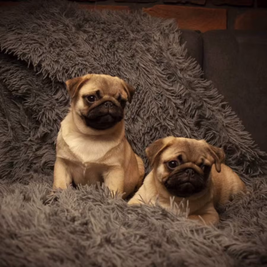 Pug Puppies for Sale in Texas (TX)