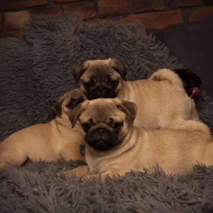 Pug Puppies for Sale in Texas (TX)