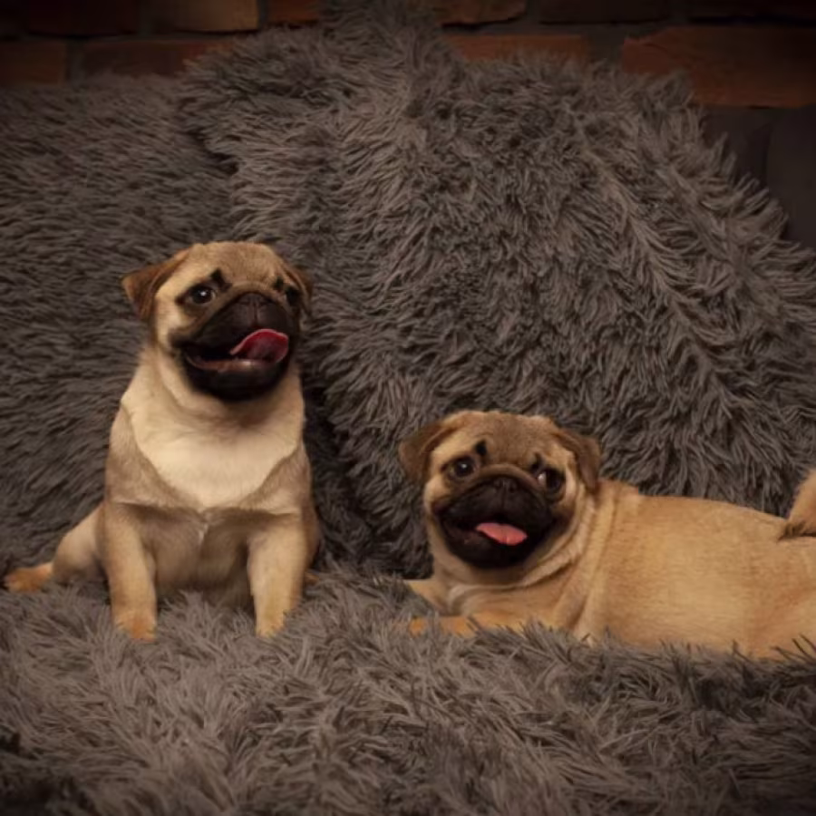 Pug Puppies for Sale in Texas (TX)