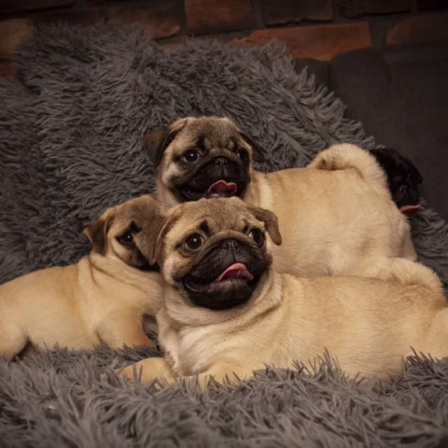 Pug Puppies for Sale in Texas (TX)