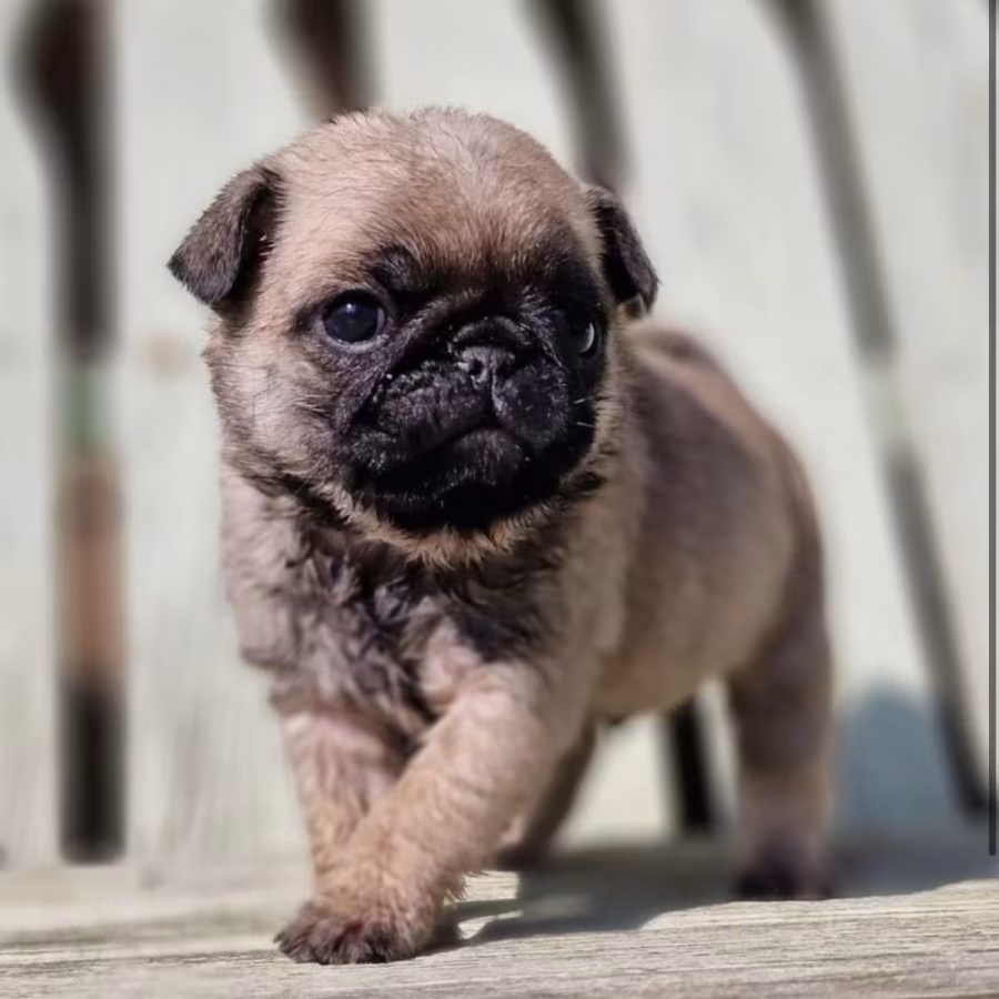 Female Pug Puppy Looking for a Home in Detroit (MI)