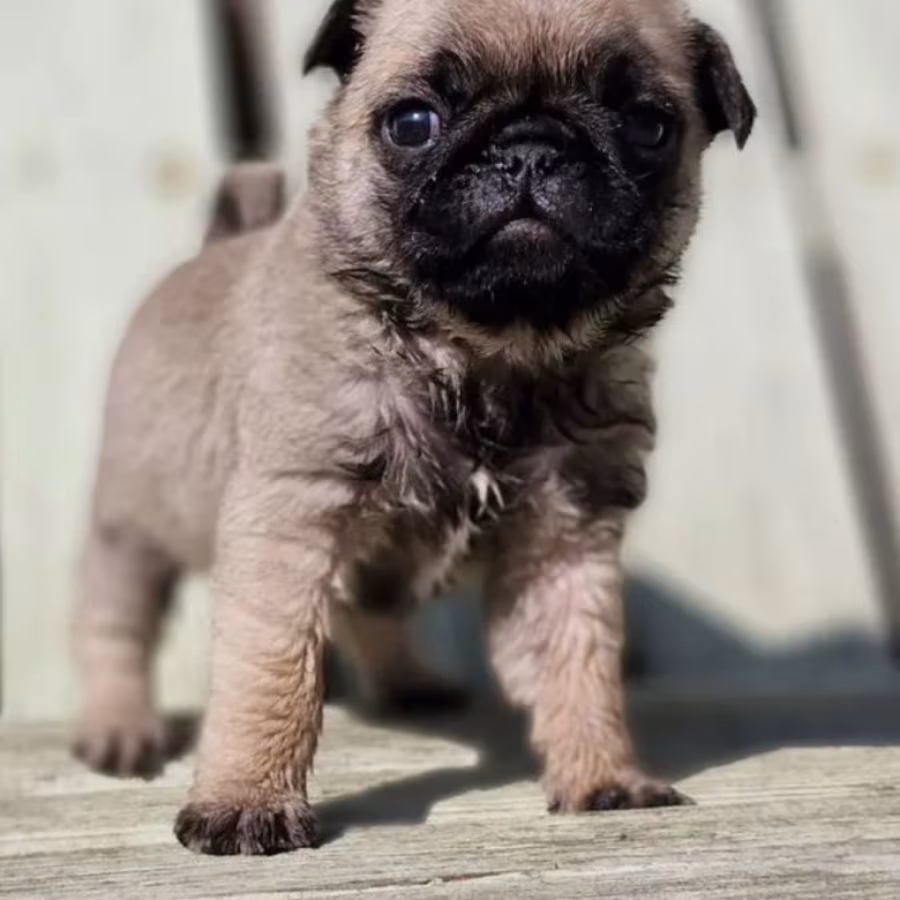 Female Pug Puppy Looking for a Home in Detroit (MI)