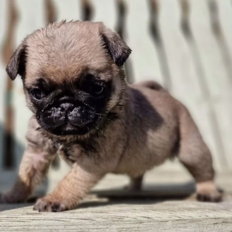 Female Pug Puppy Looking for a Home in Detroit (MI)