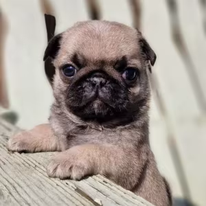 Female Pug Puppy Looking for a Home in Detroit (MI)