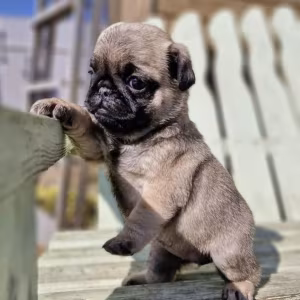 Female Pug Puppy Looking for a Home in Detroit (MI)