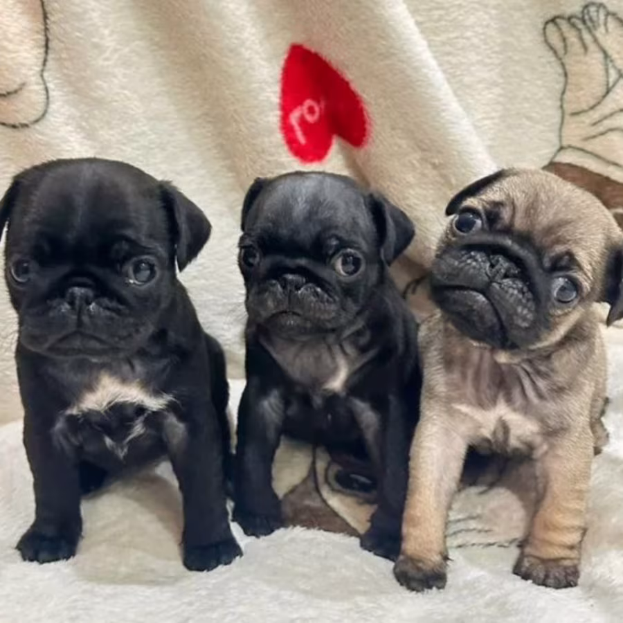 Pug Puppies for Sale in Philadelphia (PA)