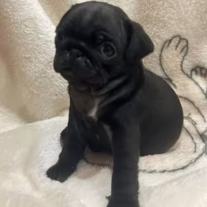 Pug Puppies for Sale in Philadelphia (PA)