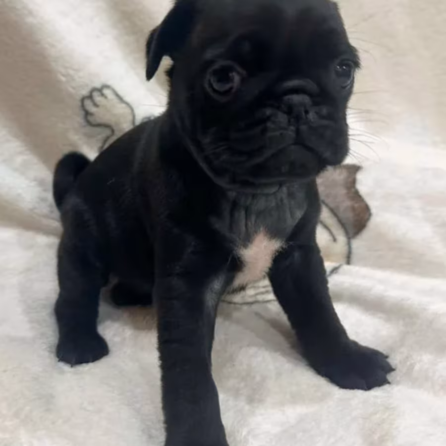 Pug Puppies for Sale in Philadelphia (PA)