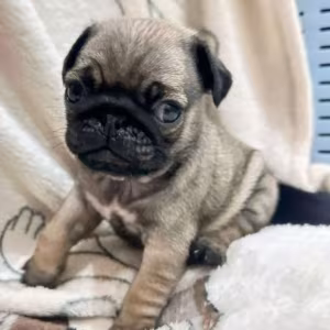 Pug Puppies for Sale in Philadelphia (PA)