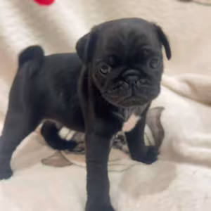 Pug Puppies for Sale in Philadelphia (PA)