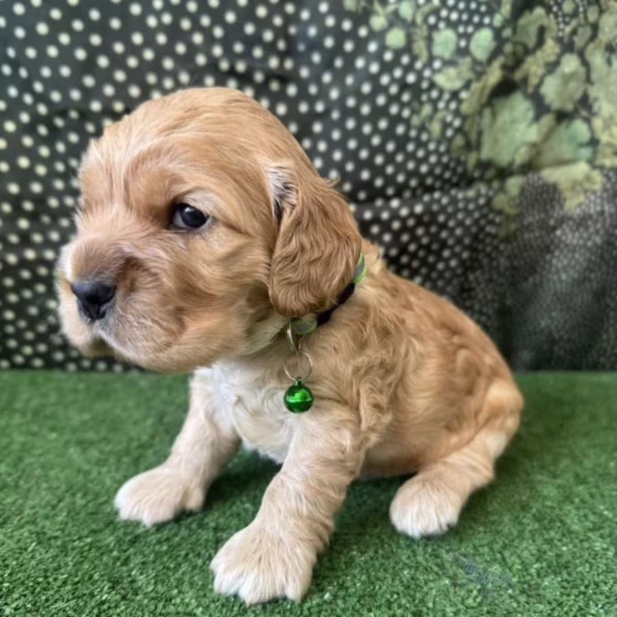 Beautiful Cocker Spaniel Puppies for Sale in Michigan (MI)